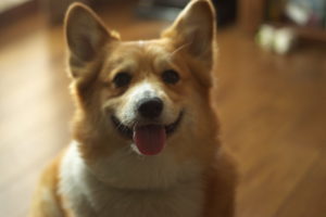 3576463362_1a21db3725_z