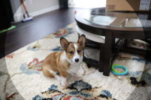 36415411643_1f889822fd_o