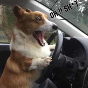 корги за рулем