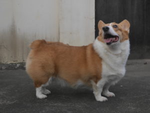 46565309941_3a41e2cbb9_o