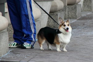 5362344646_4d5fdd640e_b