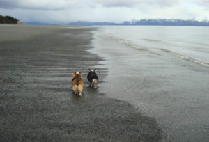 попки корги на пляжу