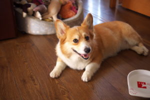 6003743990_988fd4e408_b (1)