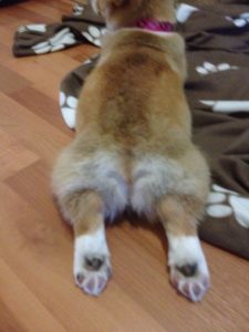 мелкая жопа корги