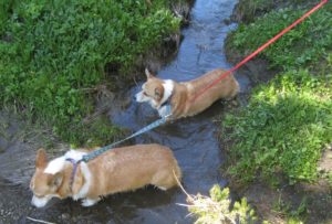 Intrepid_Botanical_explorers_-_Flickr_-_brewbooks