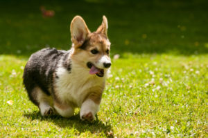 Corgi Puppies in July