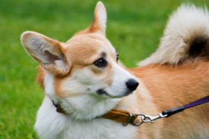 Welsh_Corgi_Pembroke_Miedzynarodowa_wystawa_psow_rasowych_rybnik_kamien_pazdziernik_2011_16 (1)