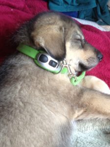 asleep-collar-husky-165659