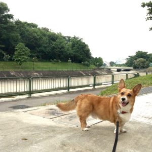 canel-derp-dog-1214207