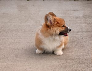 corgi-2171914_1280