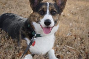 corgi-2483645_960_720