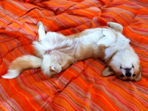 freeimage-85185984-web