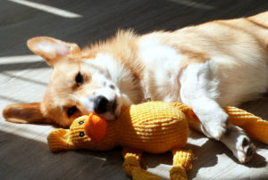 freeimage-85186044-web