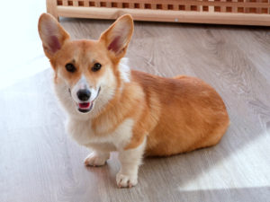 freeimage-85220824-web