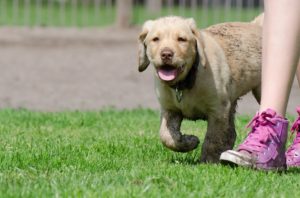 labrador-puppy-672782_960_720