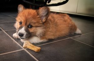 welsh-corgi-1581840__340