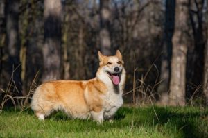 welsh-corgi-pembroke-4246904_960_720