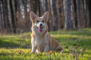 welsh-corgi-pembroke-4246905_960_720