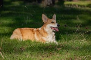 welsh-corgi-pembroke-4246908_960_720