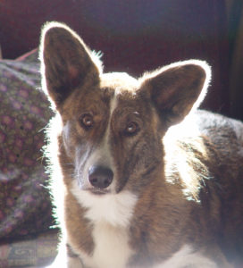 woody-the-corgi-1490648