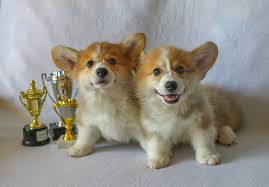 маленькие корги маленькие корги