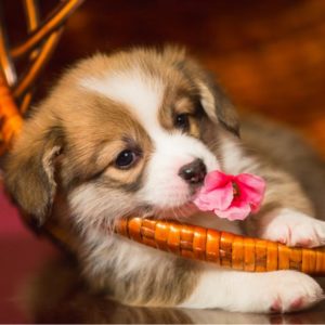 12122477_911065048963682_4176948674738953749_n