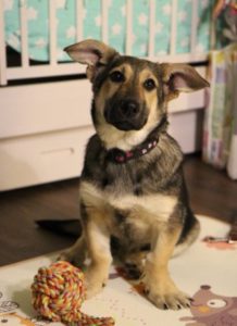 301502_f_483_metis-korgi-v-dobrye-ruki