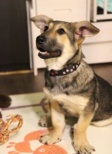 301502_f_484_metis-korgi-v-dobrye-ruki