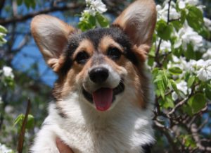 61219004_588269421682486_3992399009049214976_o