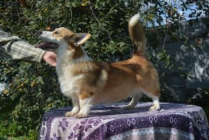 70658236_888854704816065_4904508453352898560_o