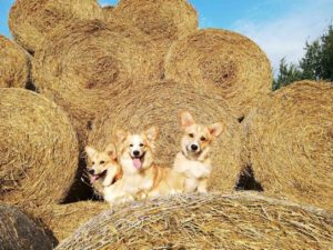 IMG-4d8c280b8b8a3ac2aa76bdc45d28f676-V