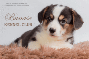 b215ea_2cc109ea3e2d4410a21d0f506f750075_mv2