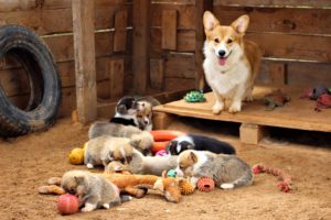 питомник корги "От Анверон"